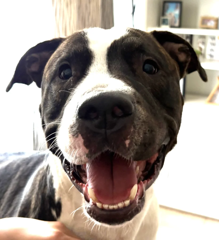 mascota